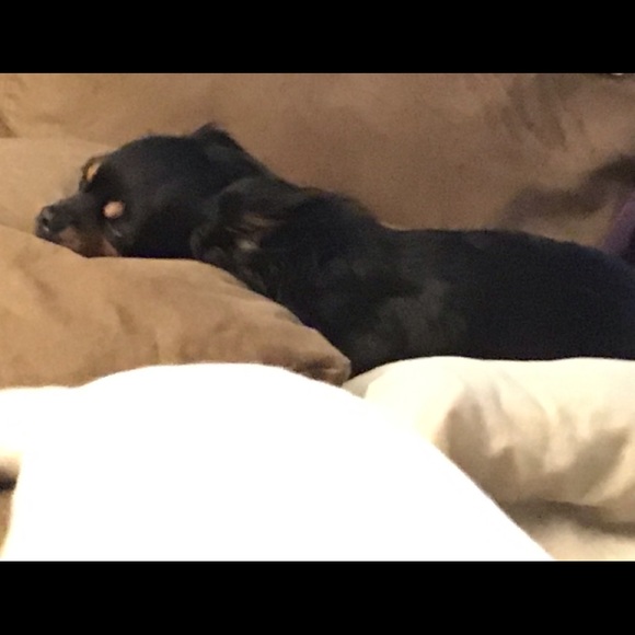 I Got A New Dog .. this is Petey - Picture 3 of 8